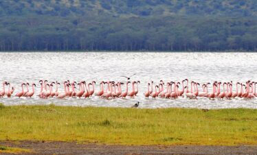 Lake Nakuru Day Trip