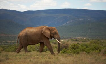 Amboseli National Park (Day Trip from Nairobi)