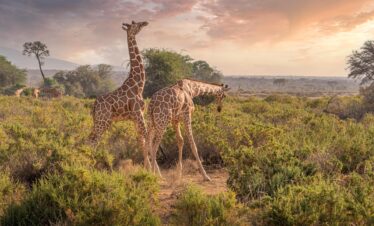 4 Days Fly-in Safari – Lewa Wildlife Conservancy