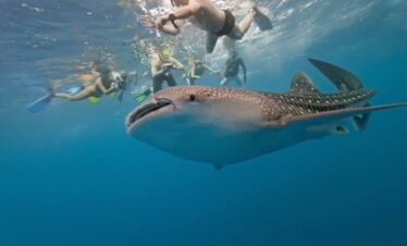 Whale Shark Experience on Mafia Island