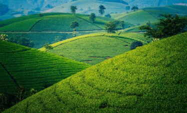 Kiambethu Tea Farm, Limuru