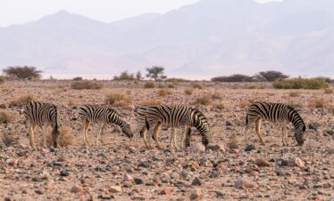4 Days Fly-in Masai Mara Safari